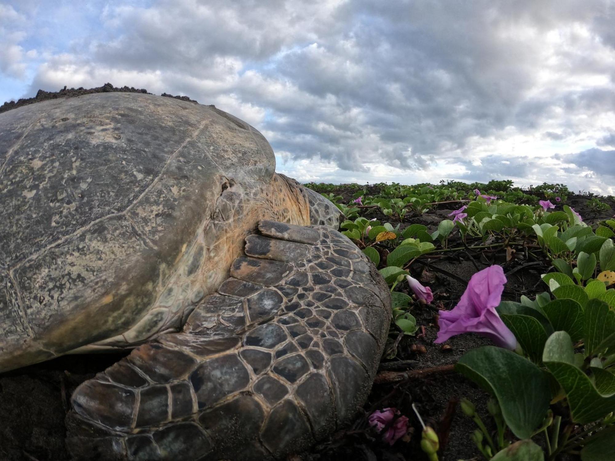 El Deseo Serendipity Tortuguero